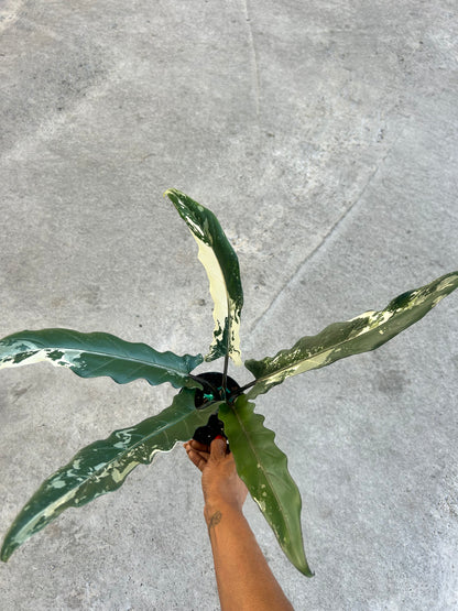 Alocasia Lauterbachiana Variegated Albo