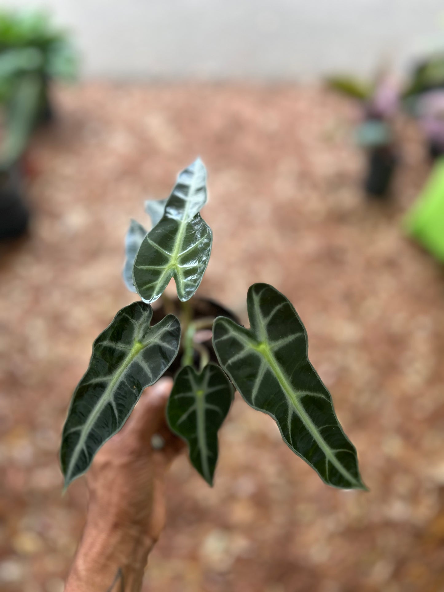 Alocasia Bambino