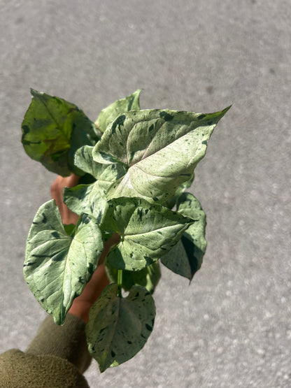 Syngonium Green Splash