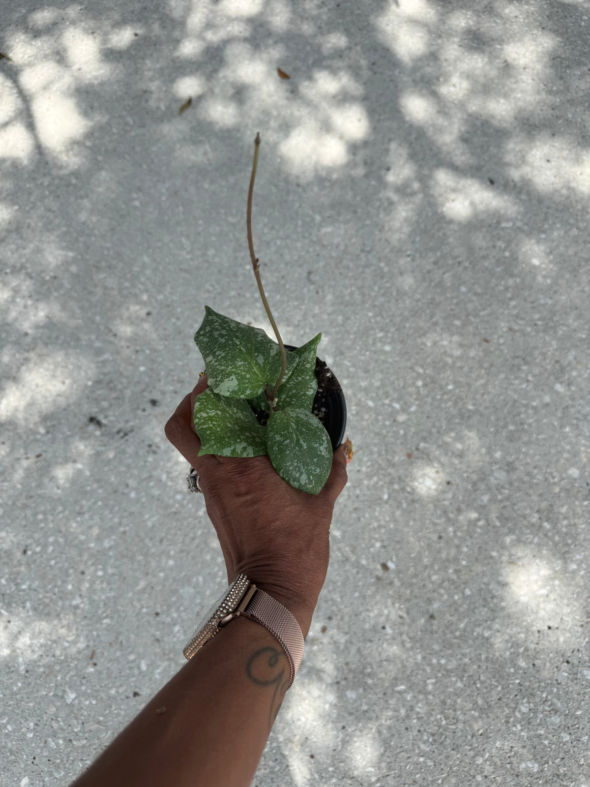 Hoya imbricata x cinnamomifolia