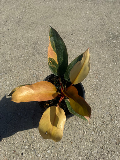 Philodendron 'Rojo Congo' Variegated