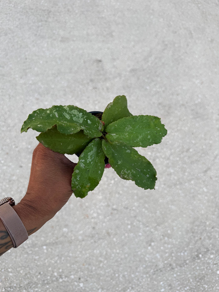 Hoya Undulata