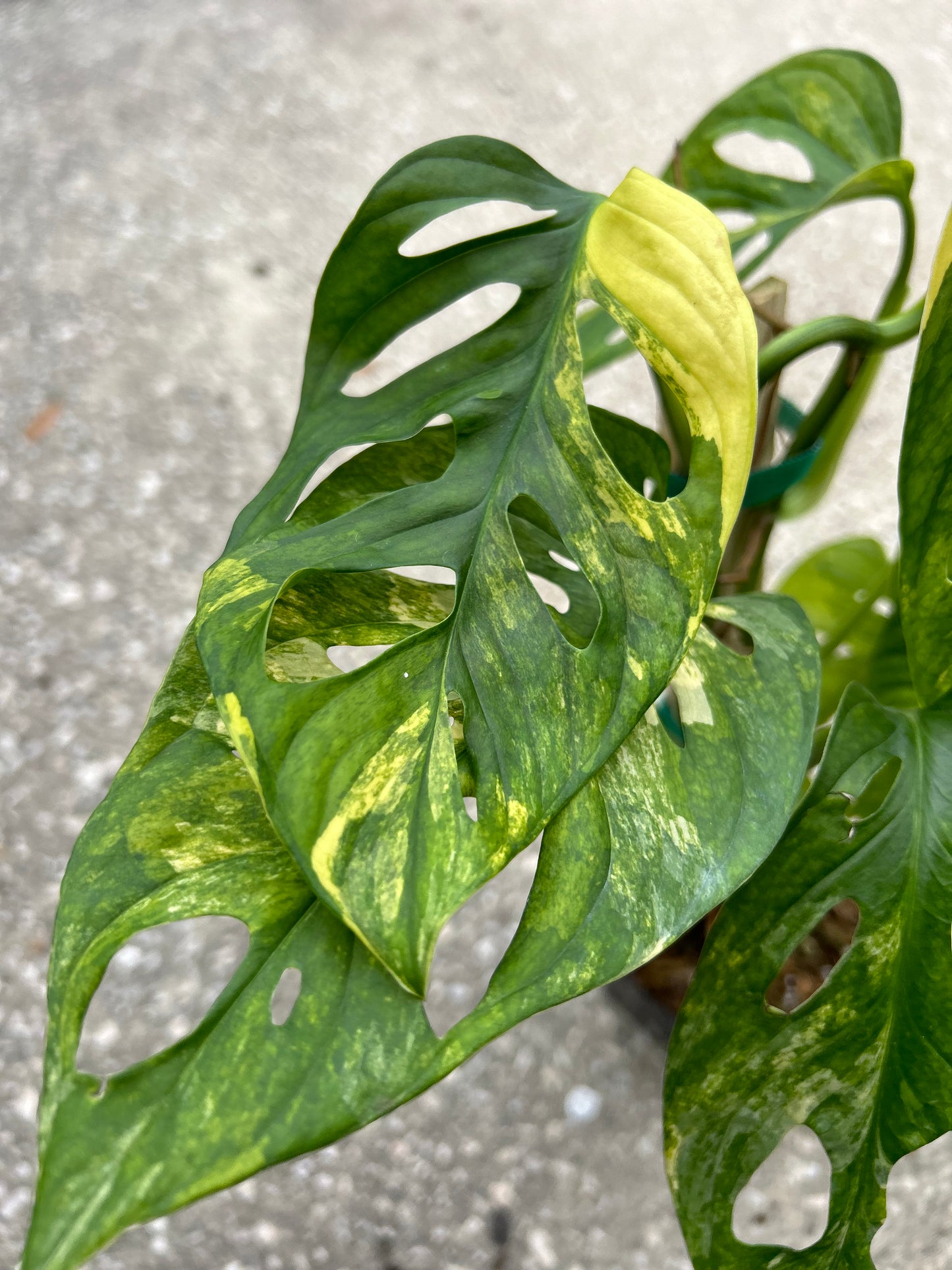 Monstera Adansonii Aurea Variegated