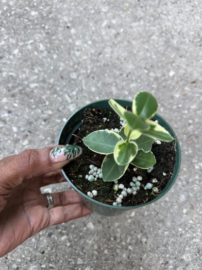 Hoya 'Cumingiana' albo