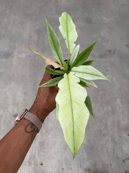 Philodendron Ring of Fire Mint