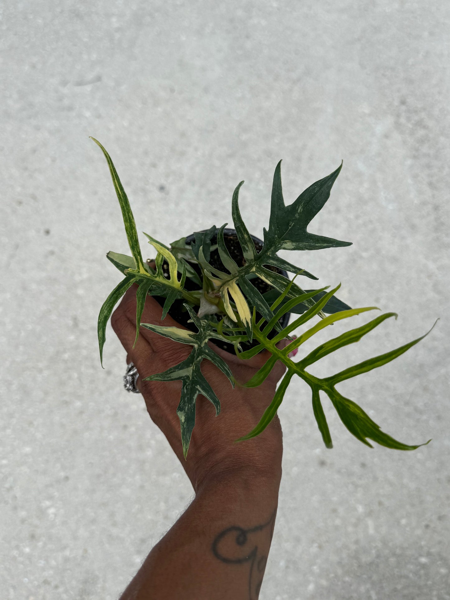 Philodendron Tortum variegated