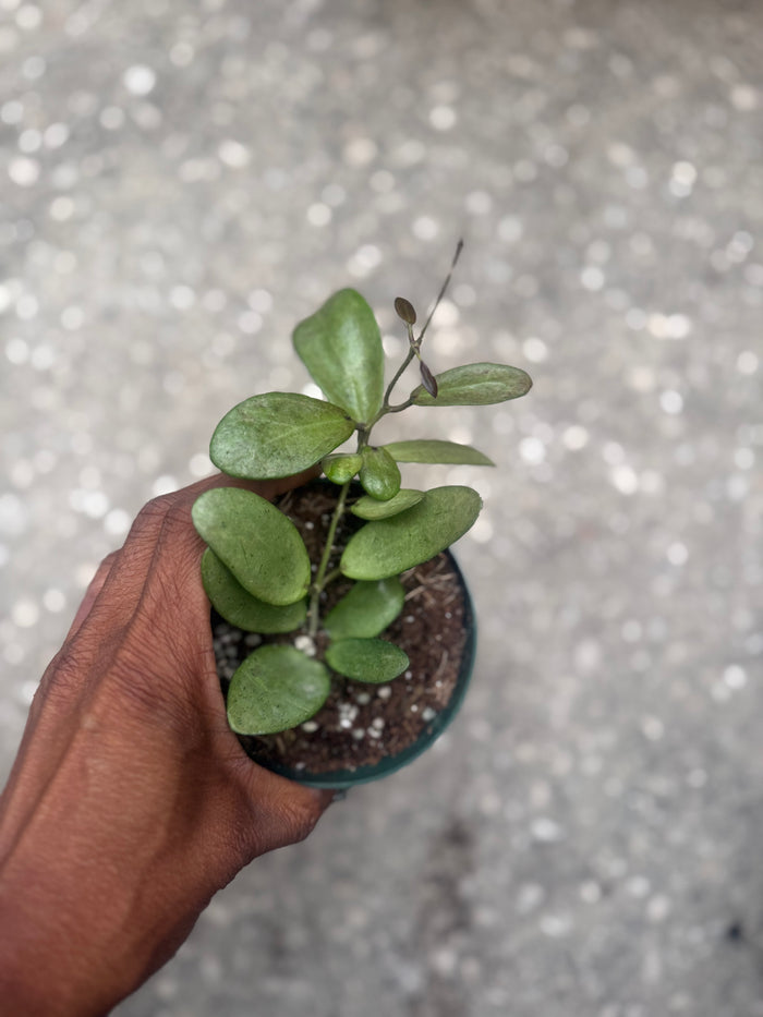 Hoya Silver Lady