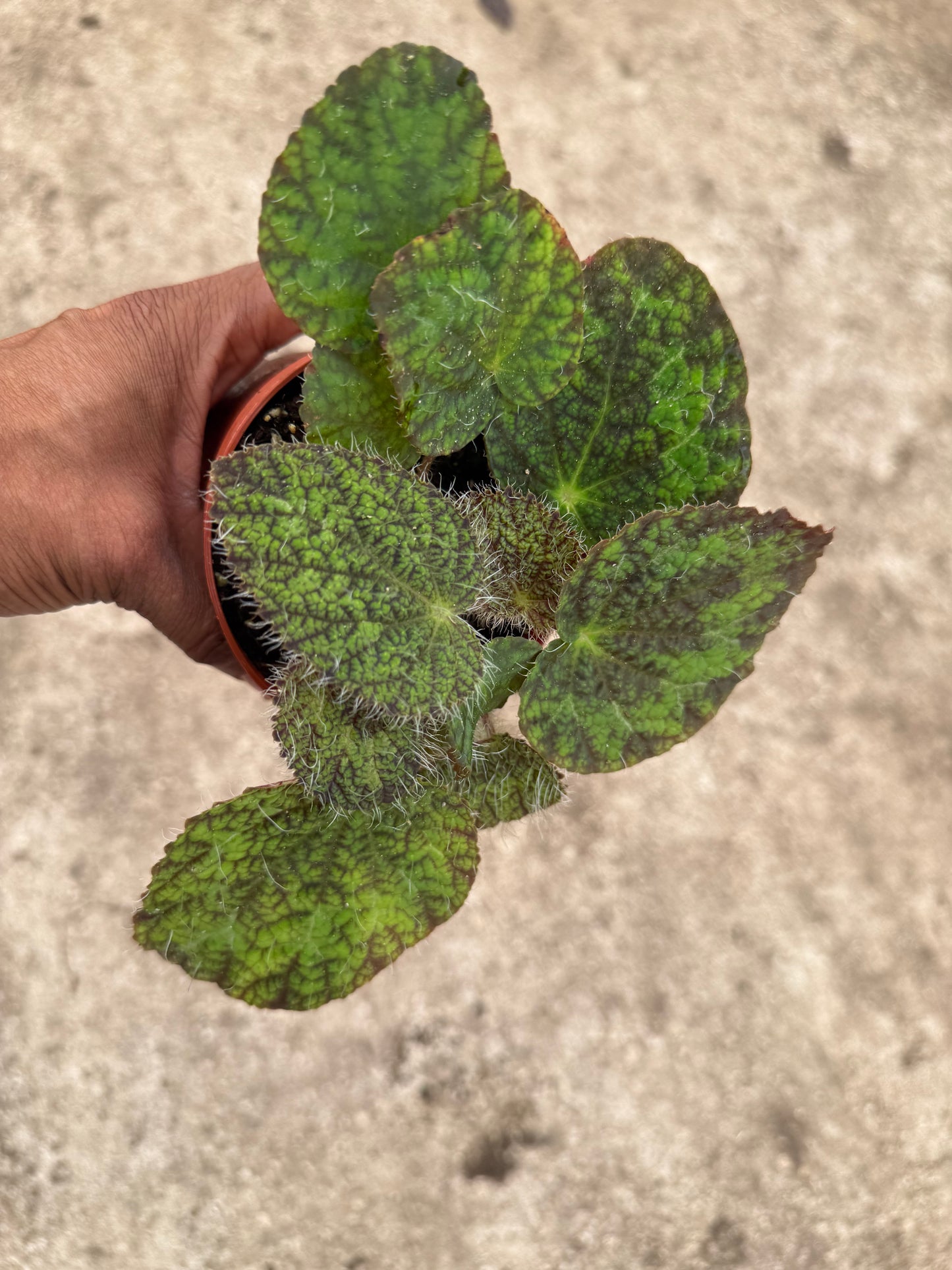 Begonia longicilata sizemoreae