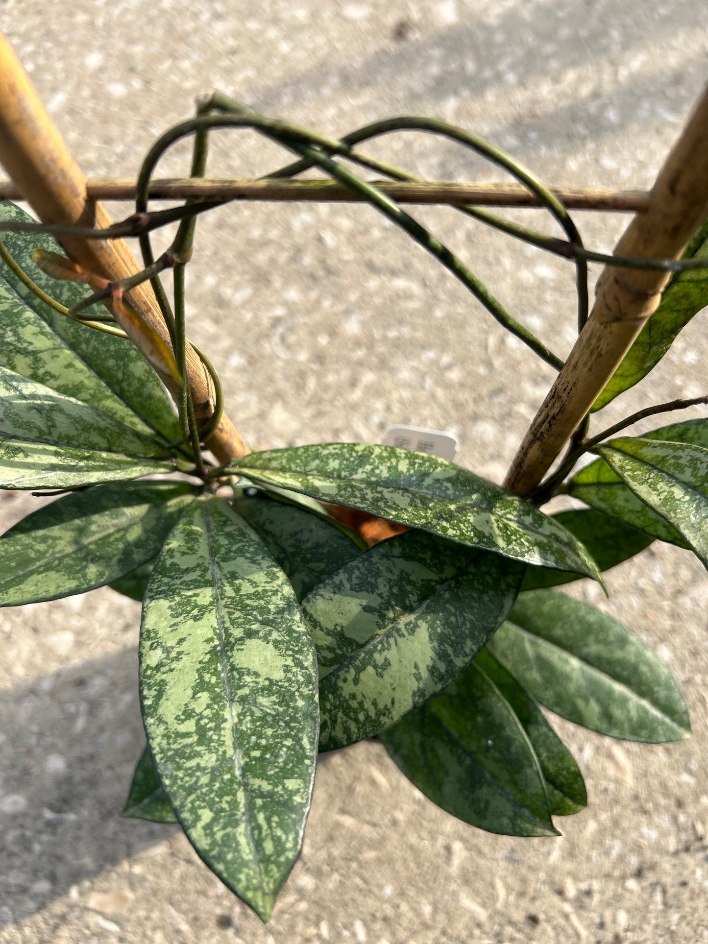 Hoya Crassipetiolata "Super splash"