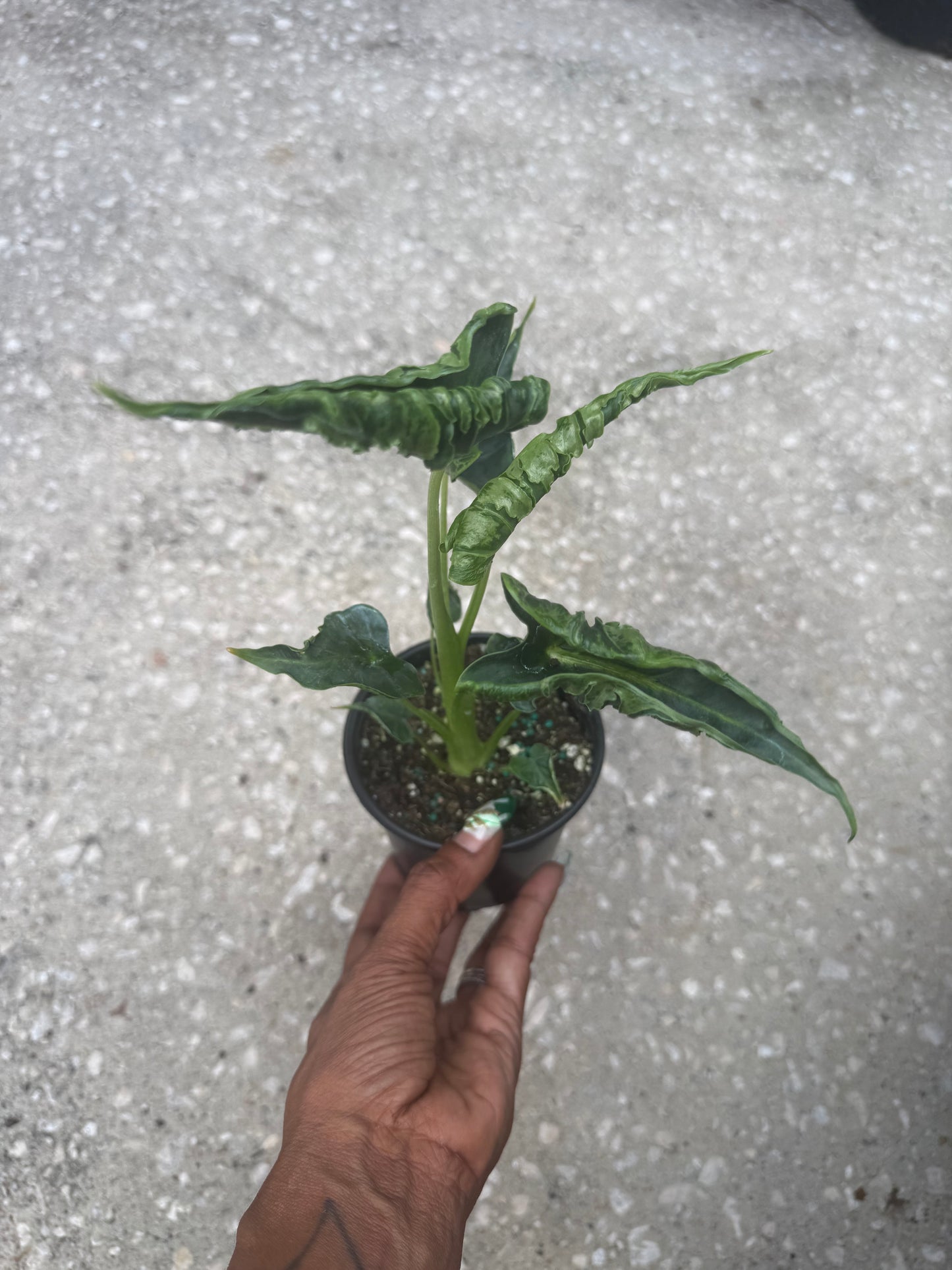 Alocasia Green Velvet Frydek Mutation