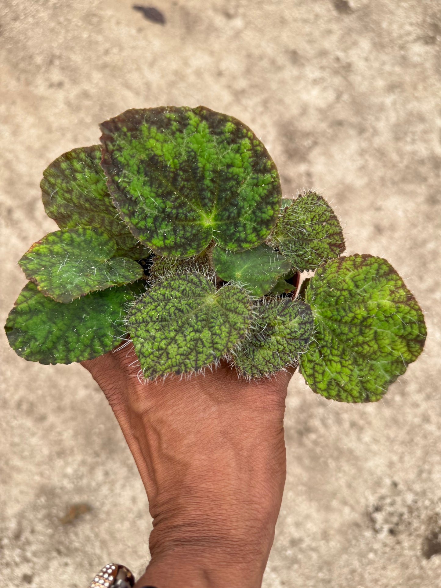 Begonia longicilata sizemoreae