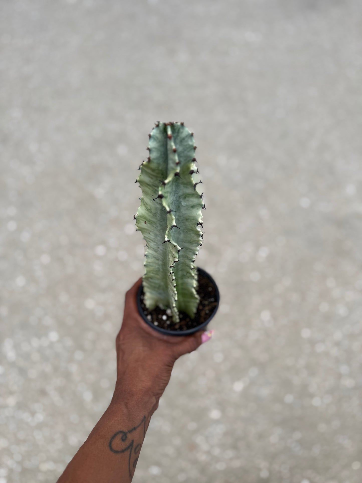 Euphorbia Ammak