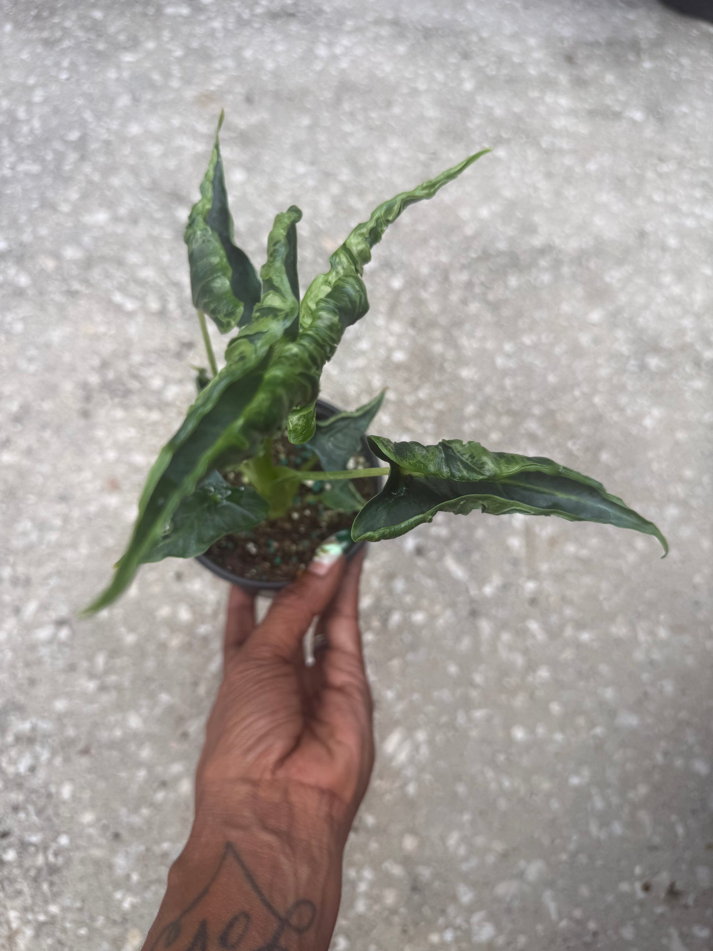 Alocasia Green Velvet Frydek Mutation