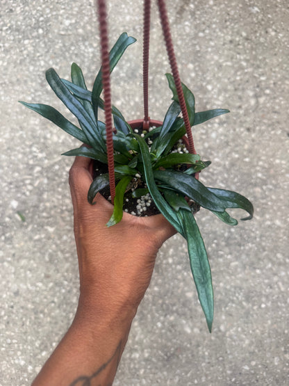 Blue Oil Fern