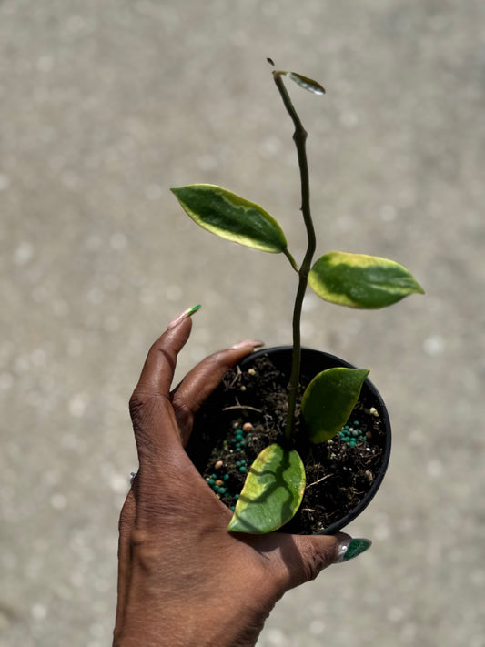 Hoya 'Diversifolia' Albo