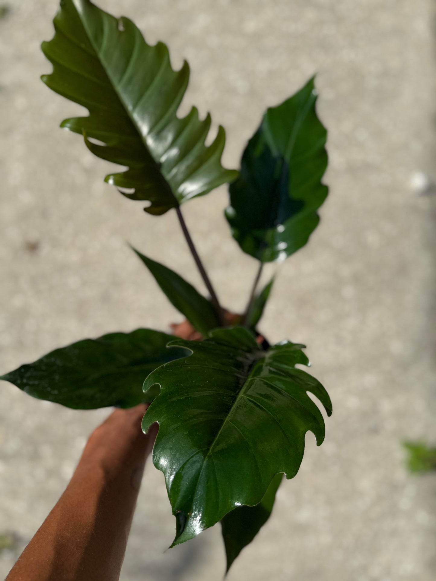 Philodendron 'Choco Empress'