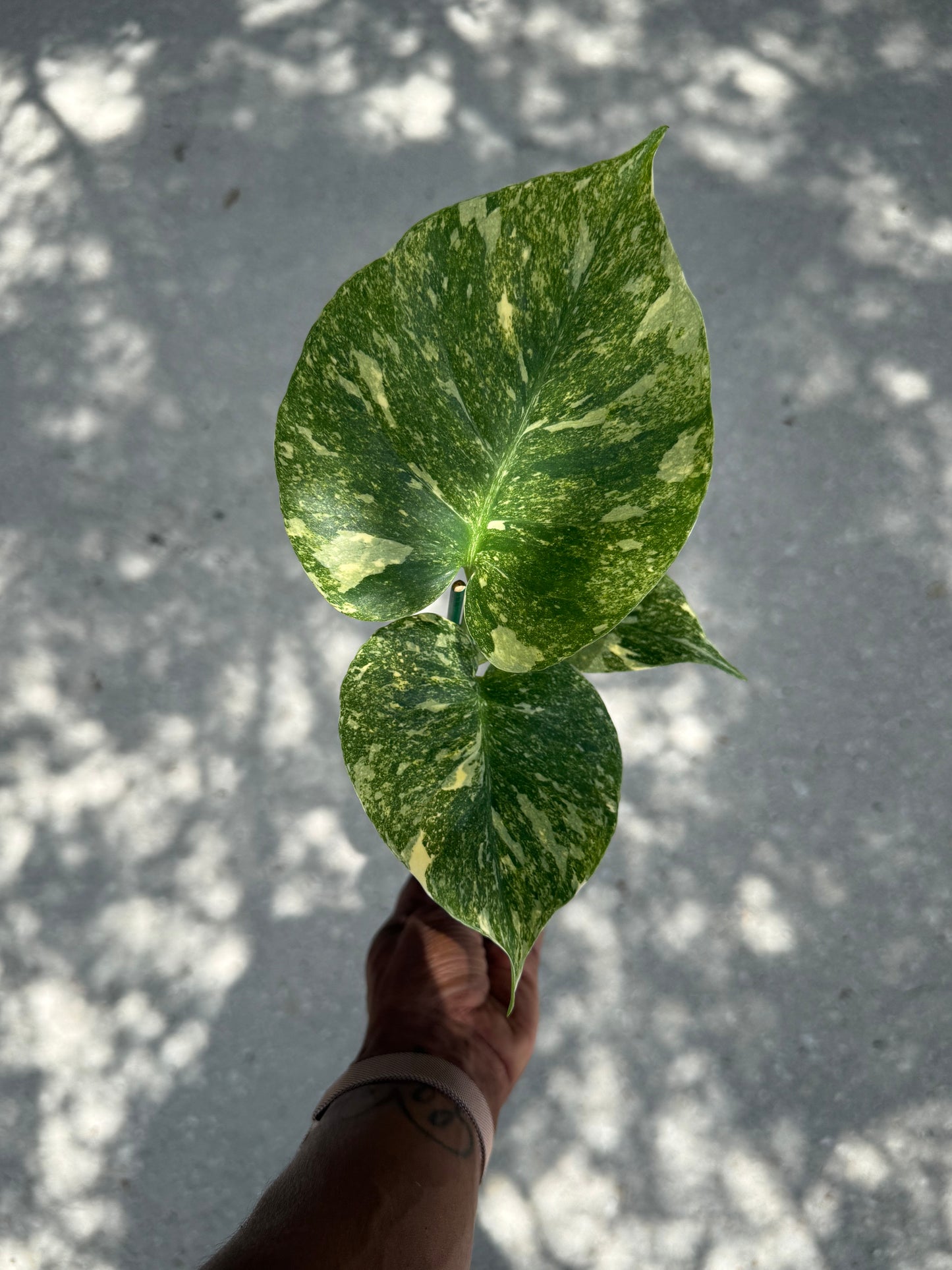 Monstera Legacy