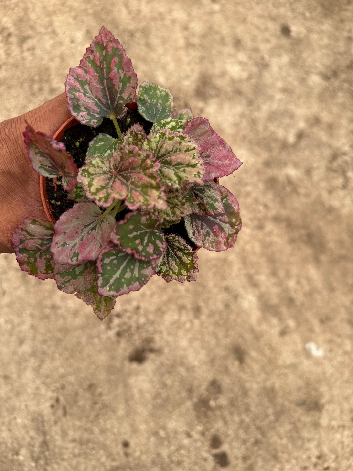 Begonia Venetian Red