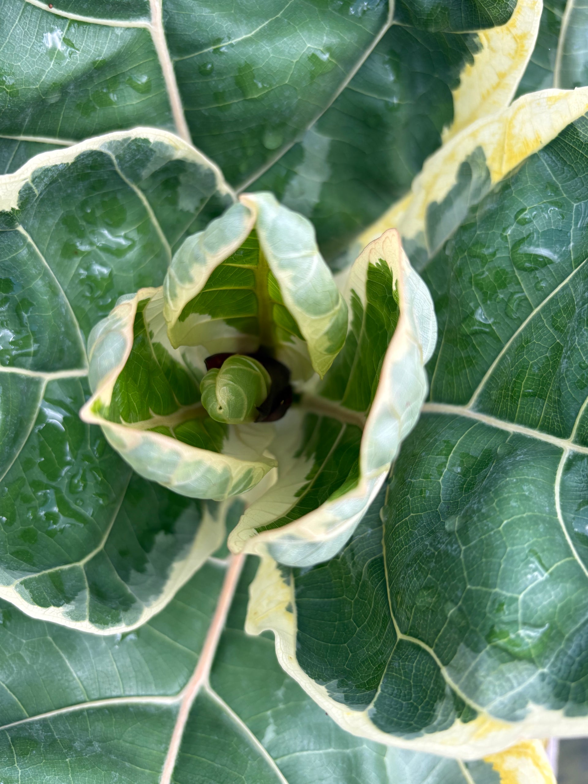 Ficus Lyrata Variegated 'Fiddle Leaf Fig' – Prop & Grow Plant Shop