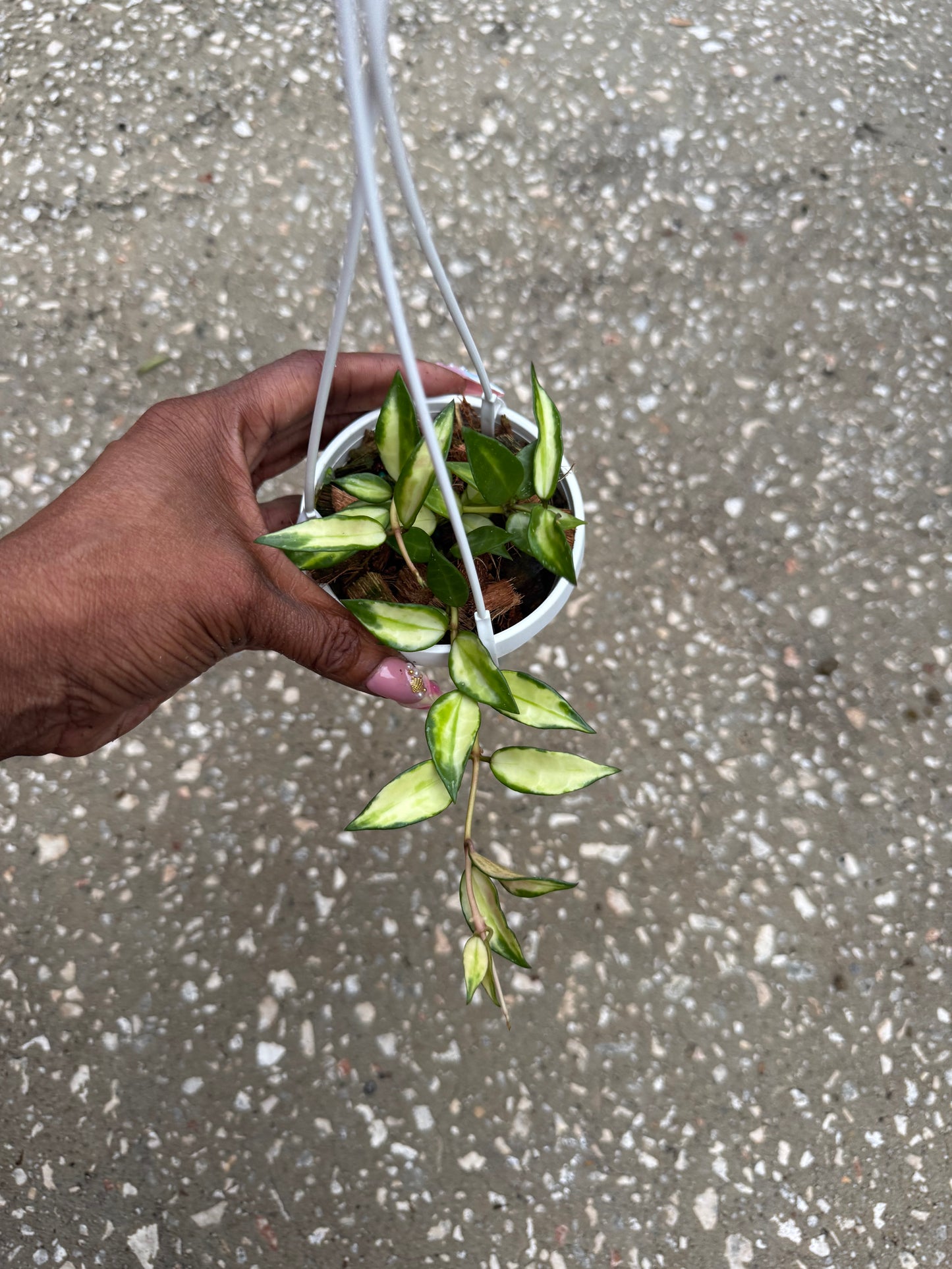 Hoya Lacunosa Variegated
