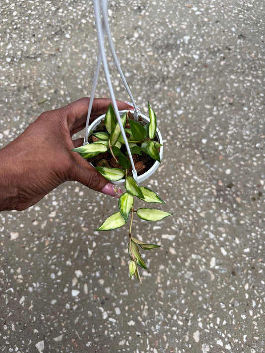 Hoya Lacunosa Variegated
