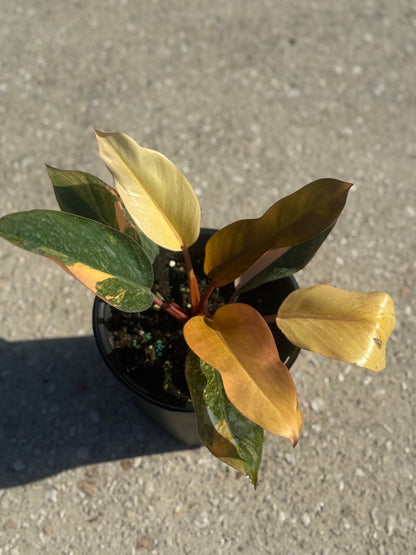 Philodendron 'Rojo Congo' Variegated