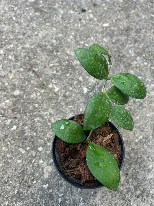 Hoya myrmecopa