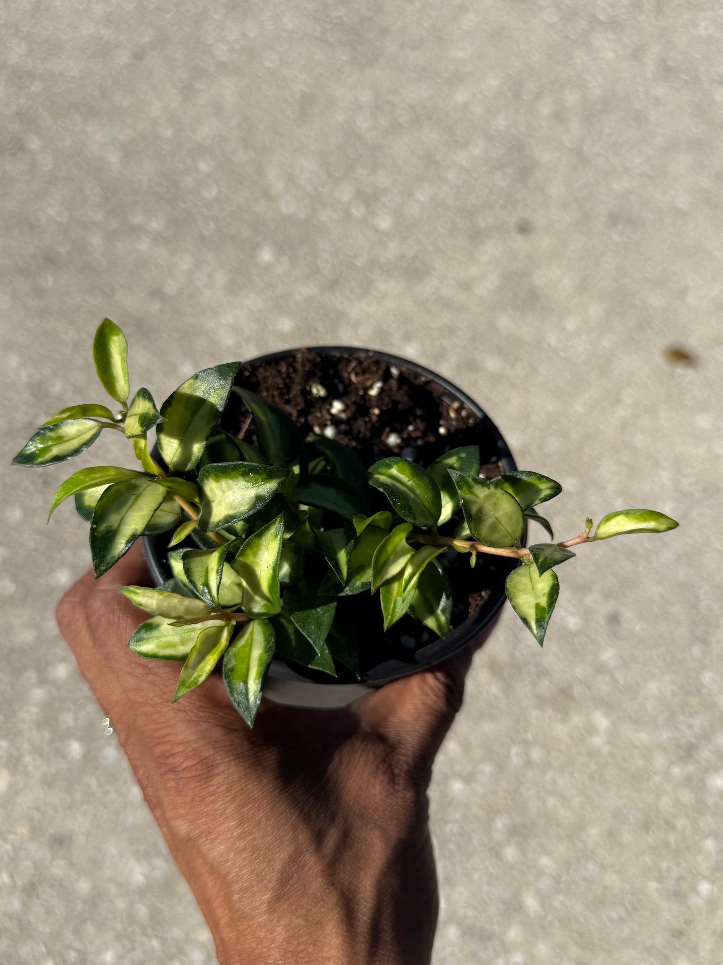 Hoya lacunosa Bruno