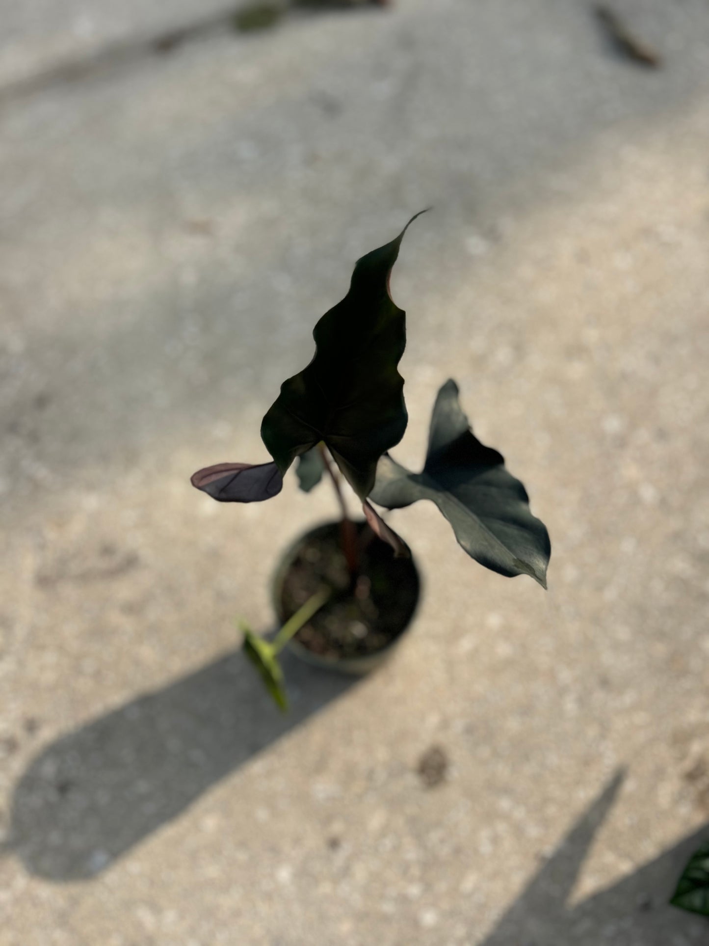 Alocasia Purple cloak