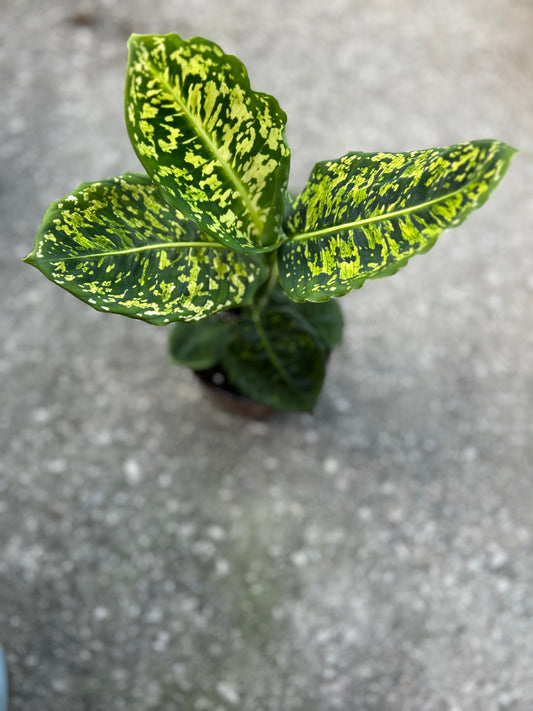 Dieffenbachia Reflector