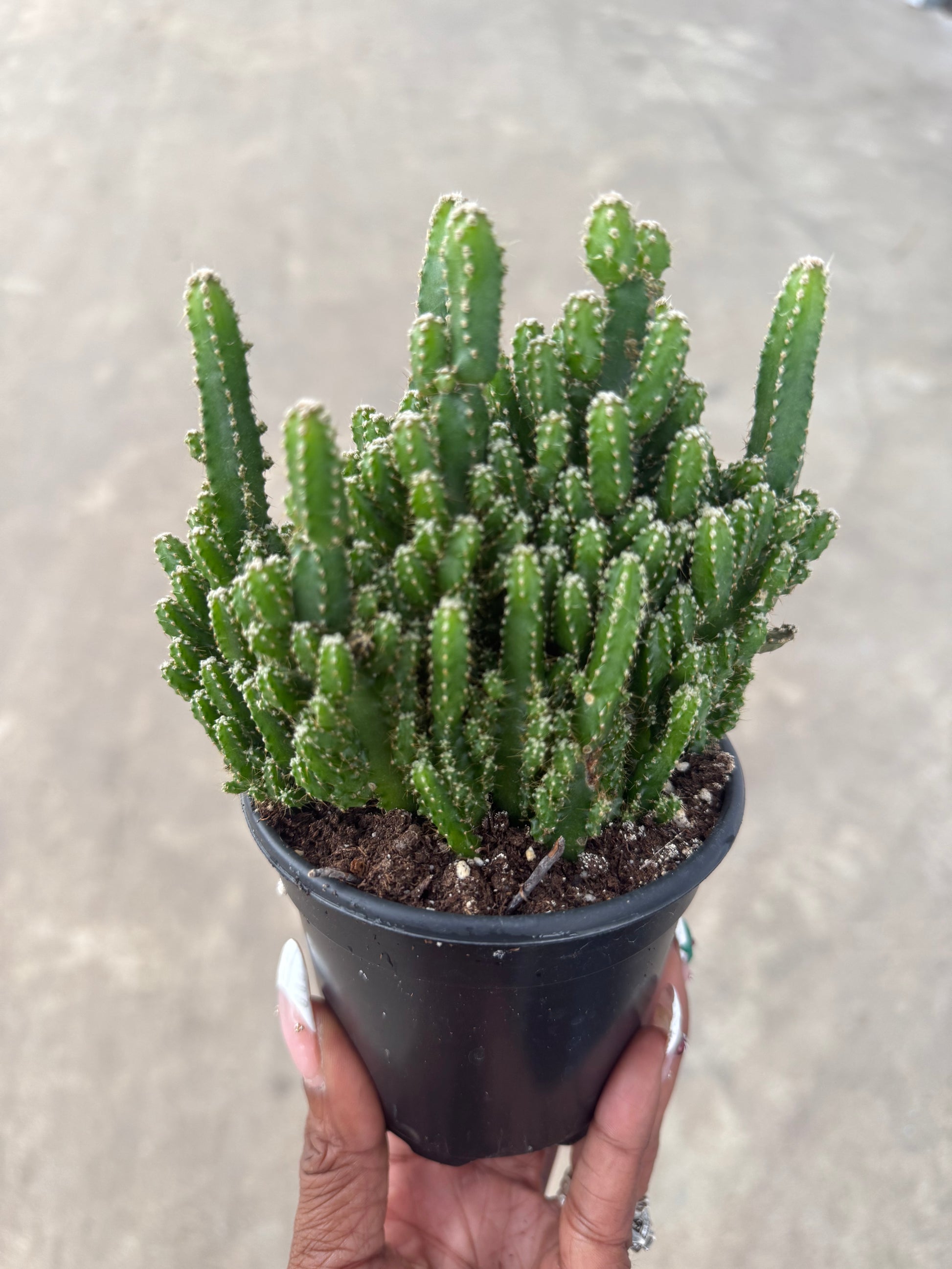 types of fairy castle cactus Acanthocereus Tetragonus 'Fairy Castle Cactus' – Prop & Grow Plant Shop