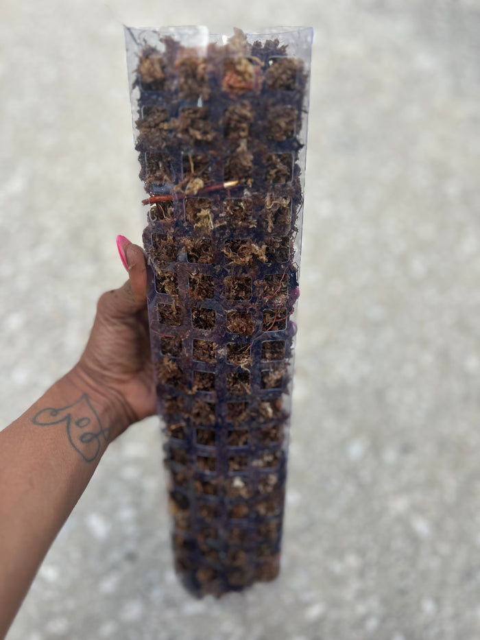 Moss Pole