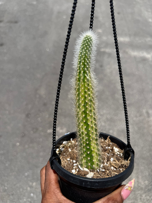 Variegated Monkey Tail