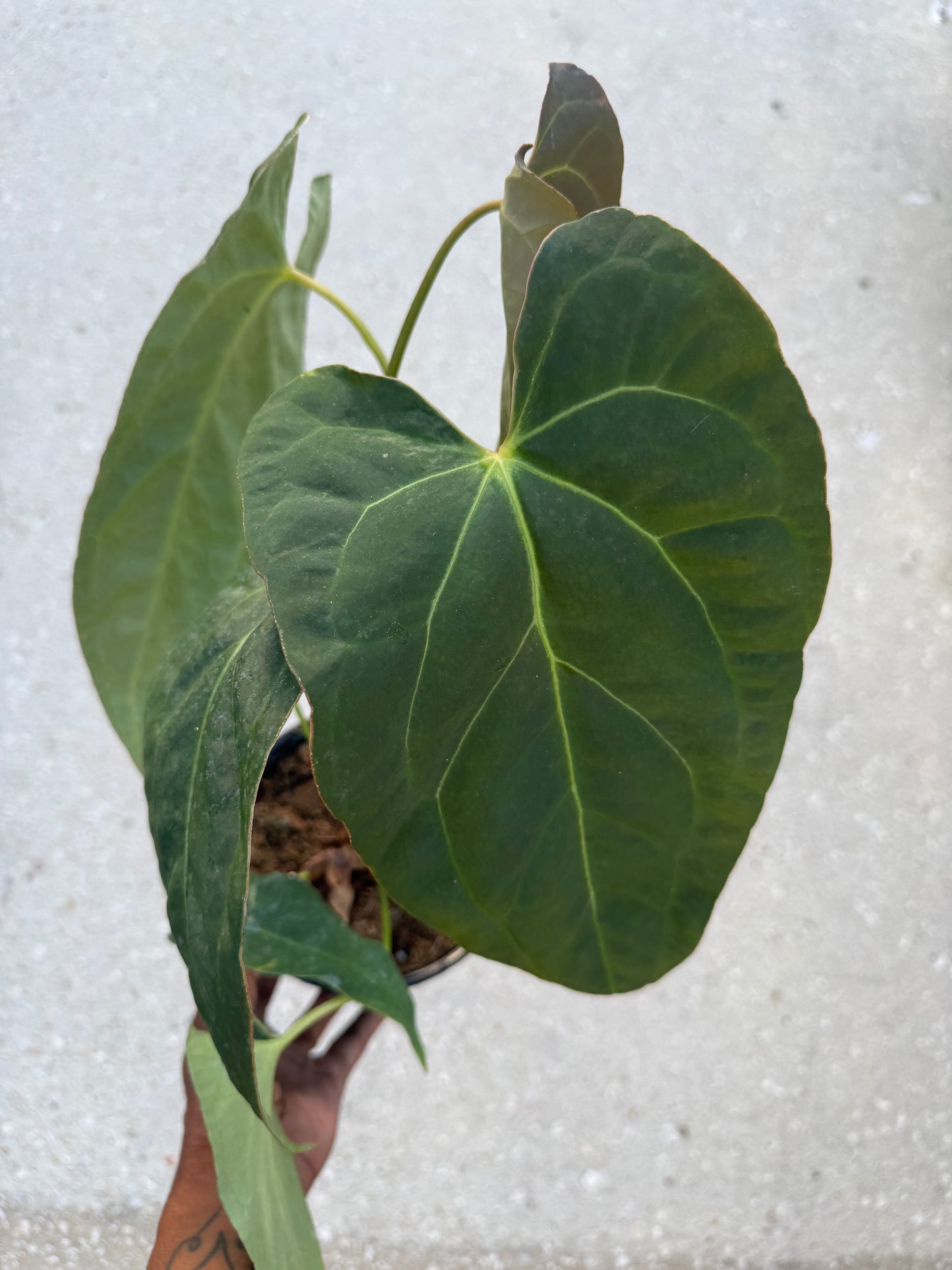 Anthurium Red Crystallinum x  Crystallinum