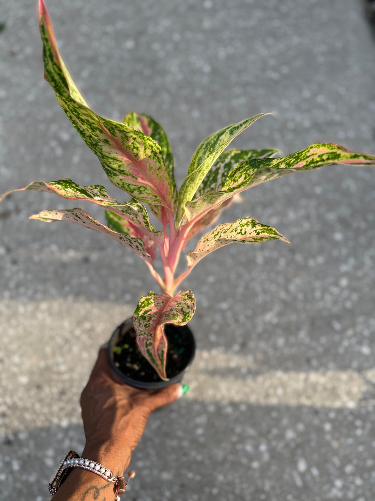 Aglaonema 'Pink Butterfly'