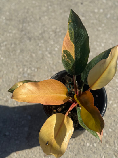 Philodendron 'Rojo Congo' Variegated