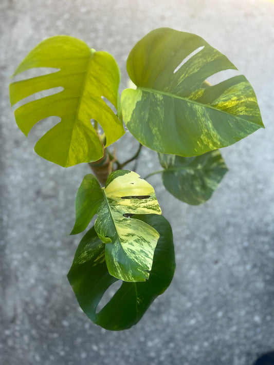 Monstera deliciousa aurea