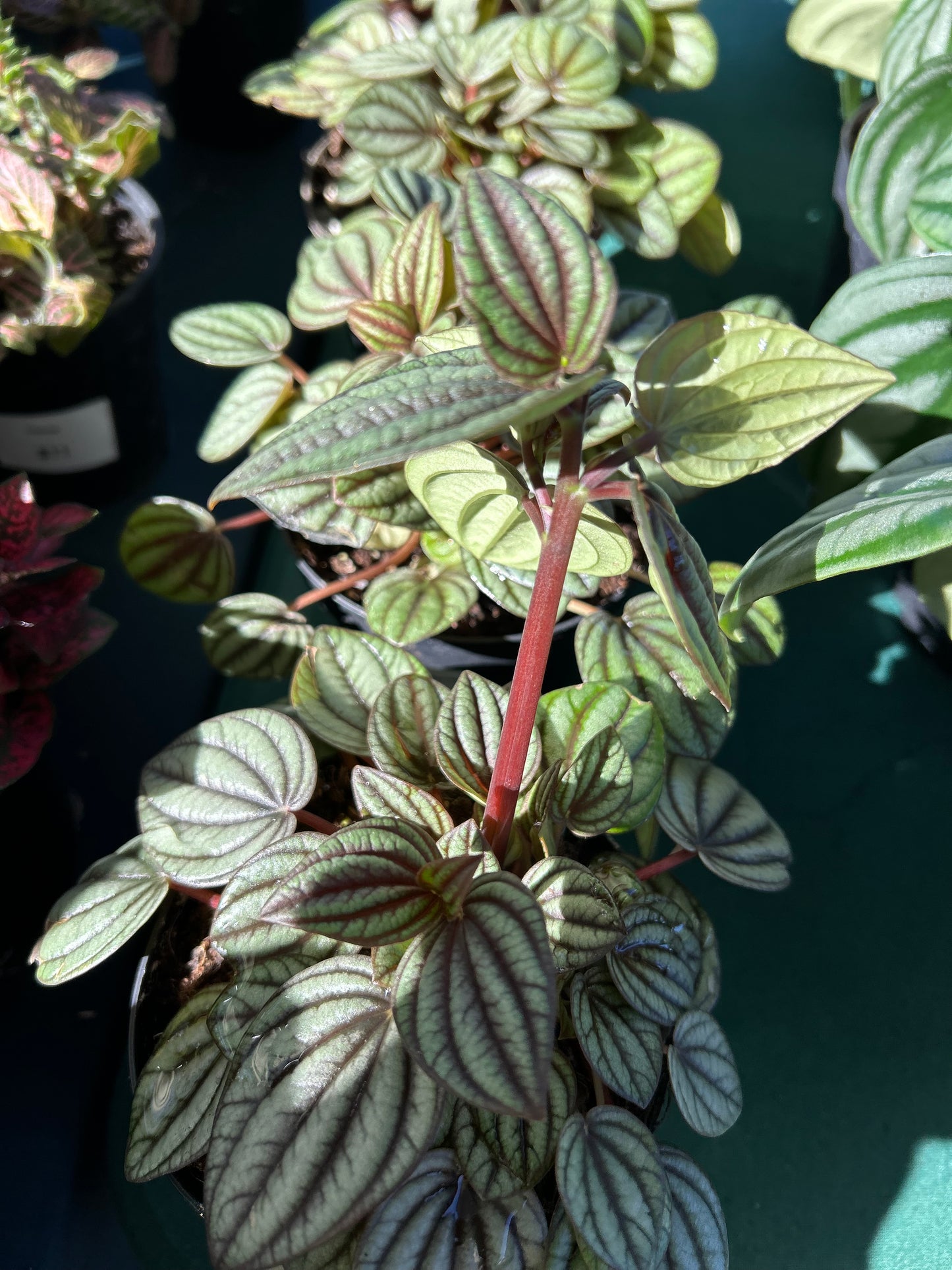 Peperomia 'Piccolo Banda'