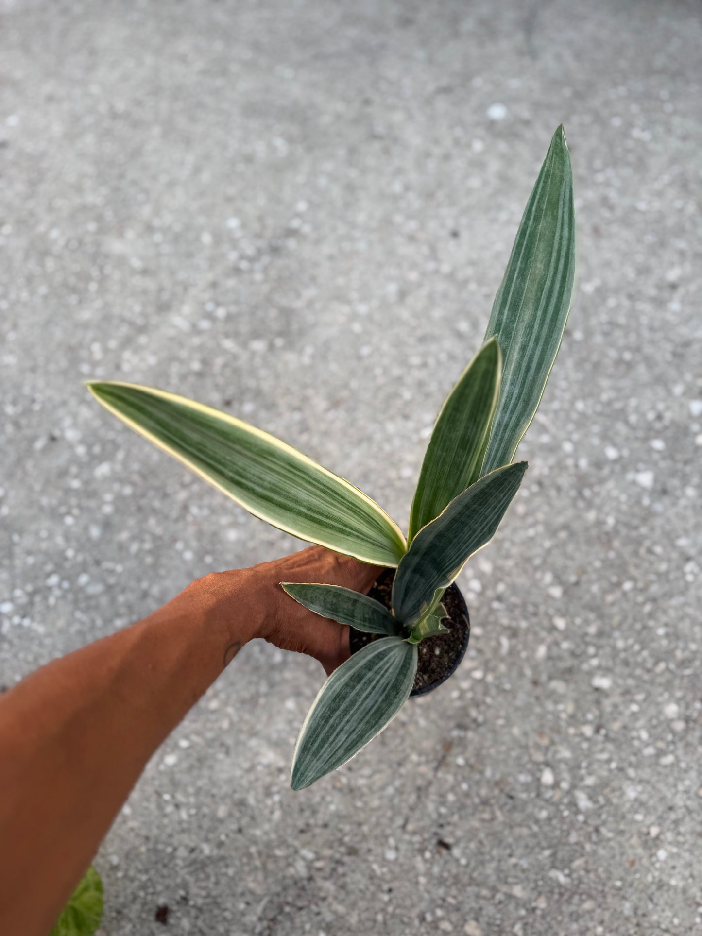Sansevieria ‘Sayuri’