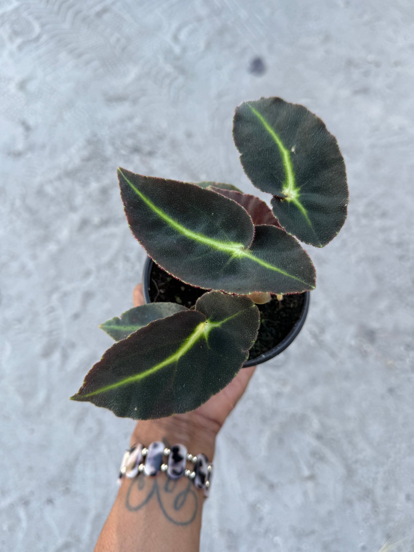Begonia Listada
