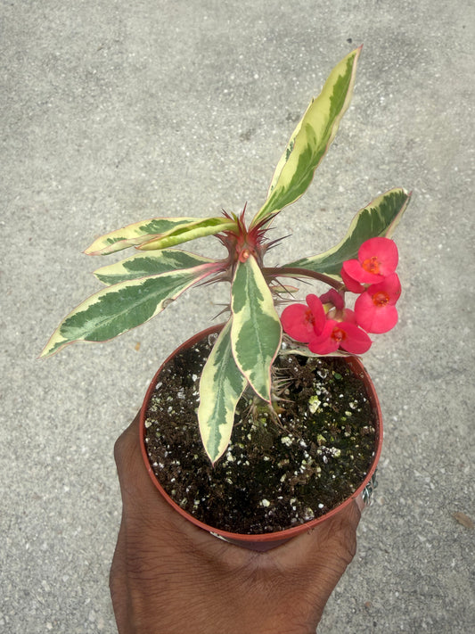 Variegated Crown of Thorns