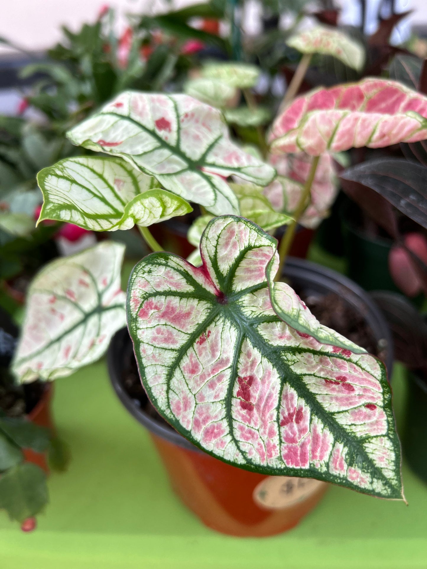 Caladium Strawberry Pink