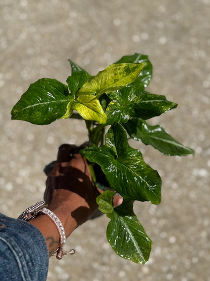 Syngonium 'Scrambled Egg'