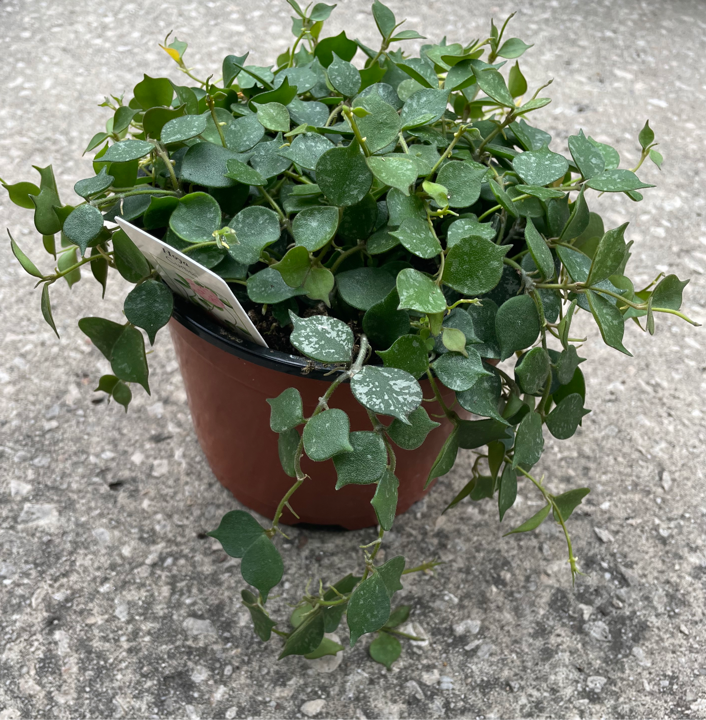 Hoya Curtisii