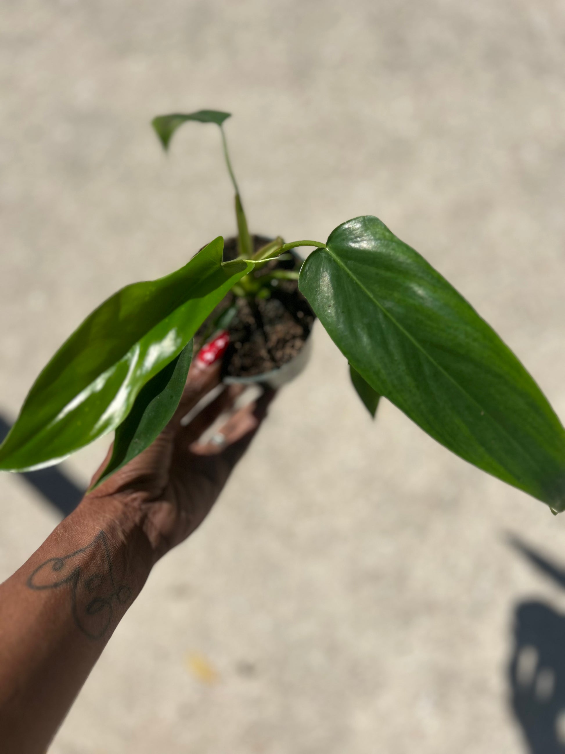 philodendron 69686 for sale Philodendron '69686'