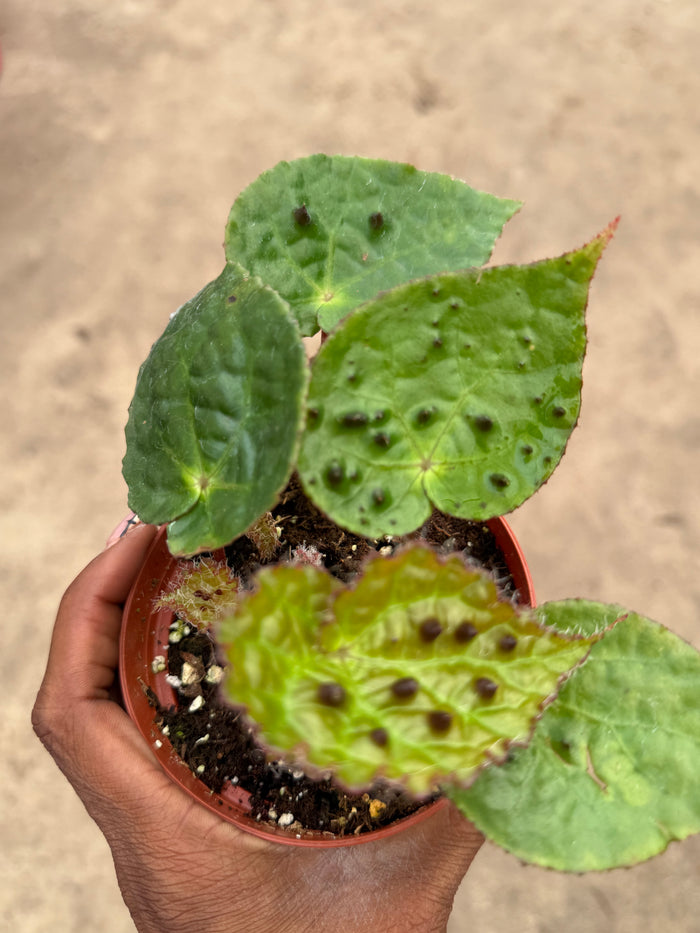 Begonia Ferox