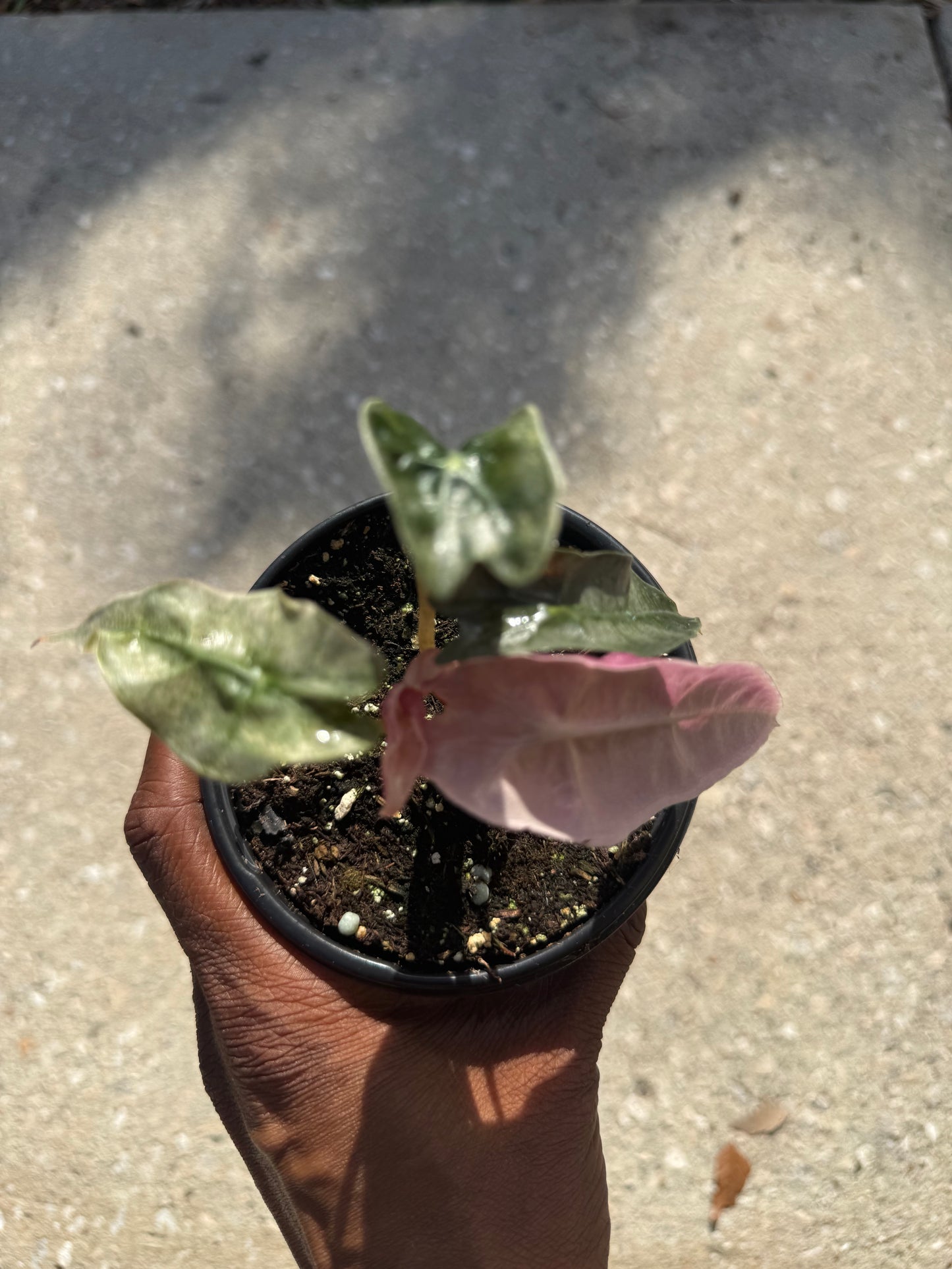 Alocasia Polly Pink Ghost