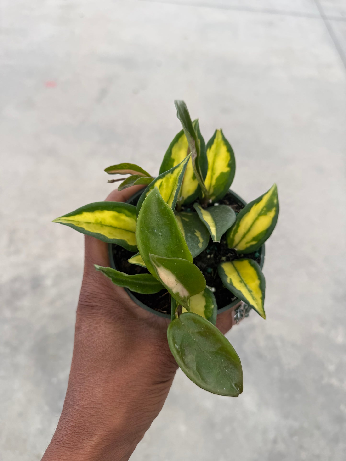 Hoya Carnosa Exotica