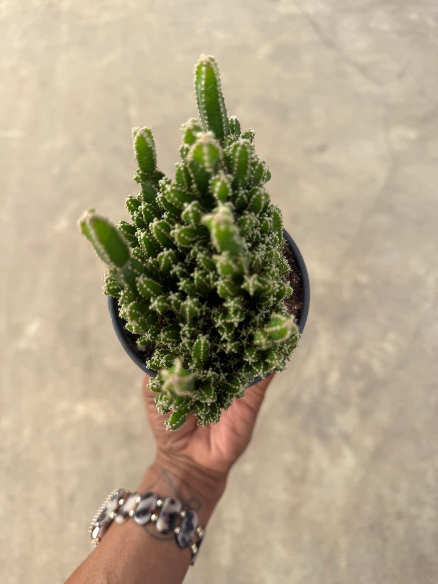 Acanthocereus Tetragonus 'Fairy Castle Cactus'