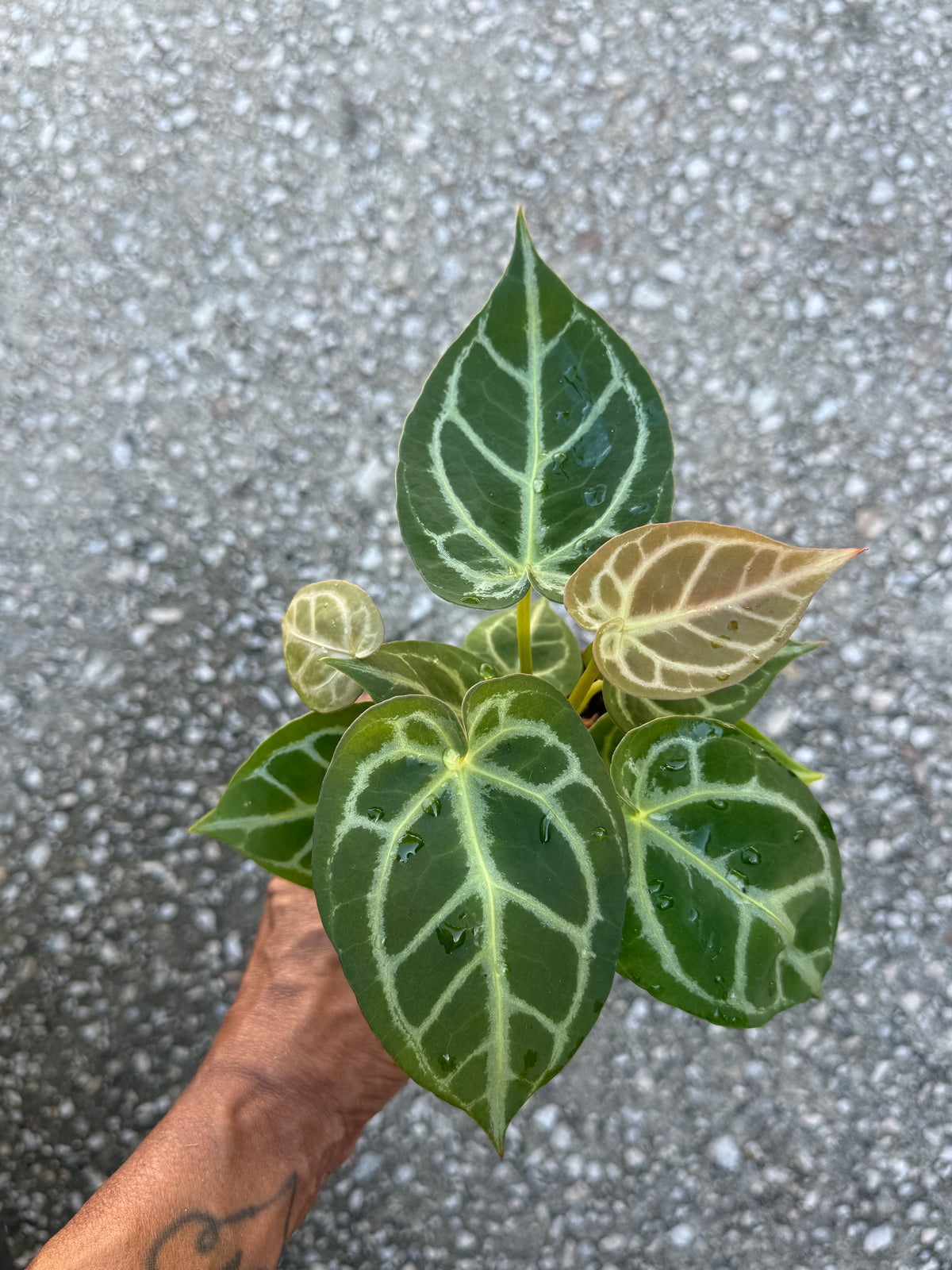 Anthurium Crystallinum Silver Tiger
